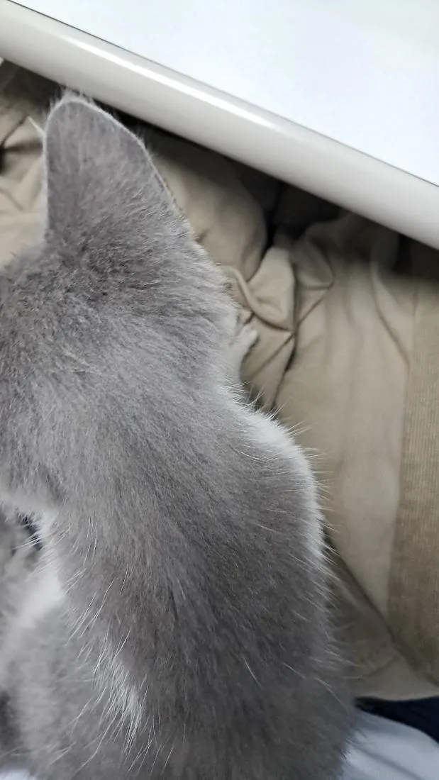 Gato raça SRD-ViraLata idade 2 a 6 meses nome Bingo