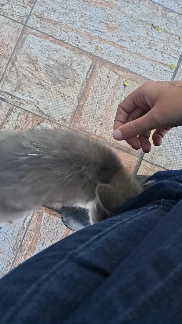 Gato raça SRD-ViraLata idade 2 a 6 meses nome Bingo