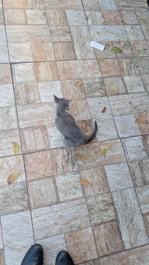 Gato raça SRD-ViraLata idade 2 a 6 meses nome Bingo