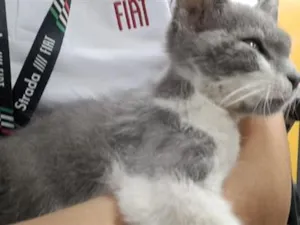 Gato raça SRD-ViraLata idade 2 a 6 meses nome Bingo