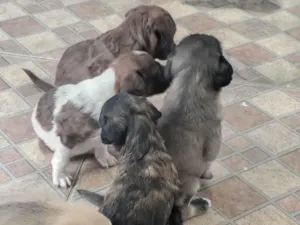 Cachorro raça SRD-ViraLata idade Abaixo de 2 meses nome sem nome