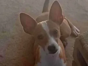 Cachorro raça SRD-ViraLata idade 2 a 6 meses nome SEM NOME