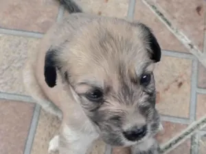 Cachorro raça SRD-ViraLata idade Abaixo de 2 meses nome sem nome 