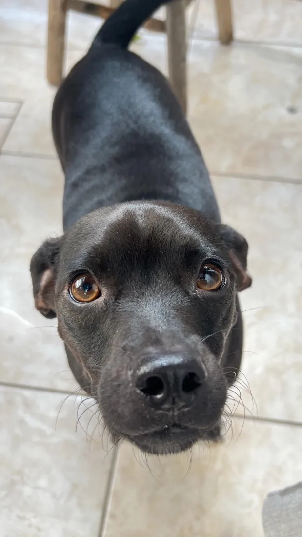 Cachorro raça SRD-ViraLata idade 2 anos nome Sol