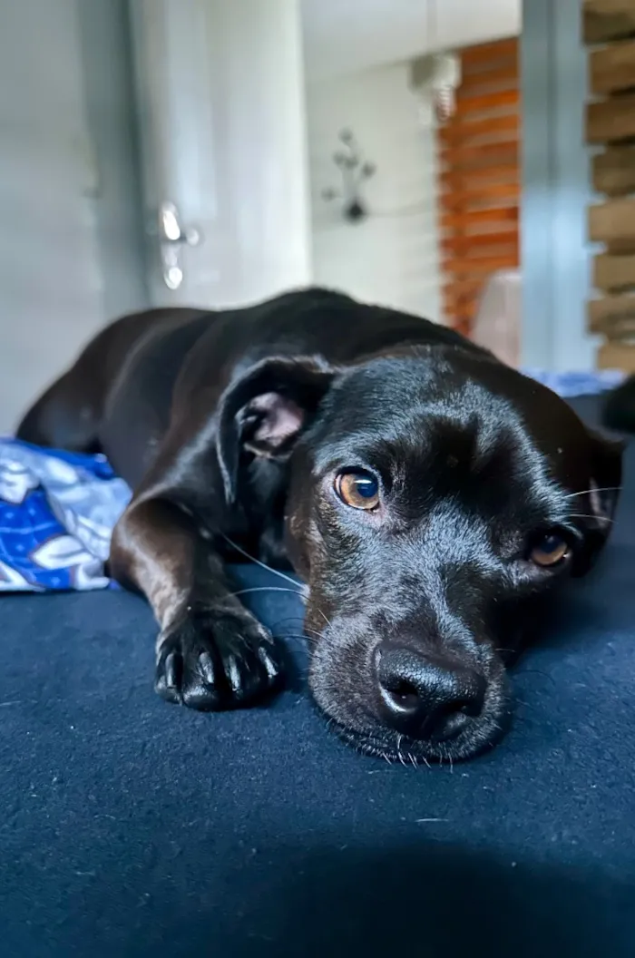 Cachorro raça SRD-ViraLata idade 2 anos nome Sol