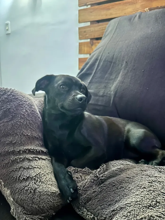 Cachorro raça SRD-ViraLata idade 2 anos nome Sol