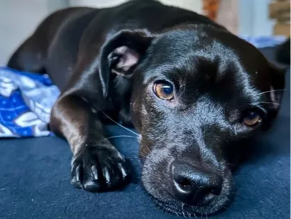 Cachorro raça SRD-ViraLata idade 2 anos nome Sol