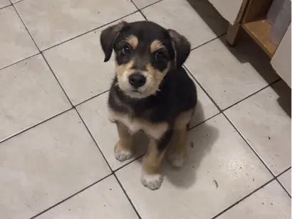 Cachorro raça SRD-ViraLata idade 2 a 6 meses nome Apolo