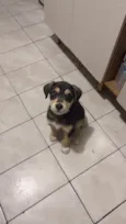 Apolo