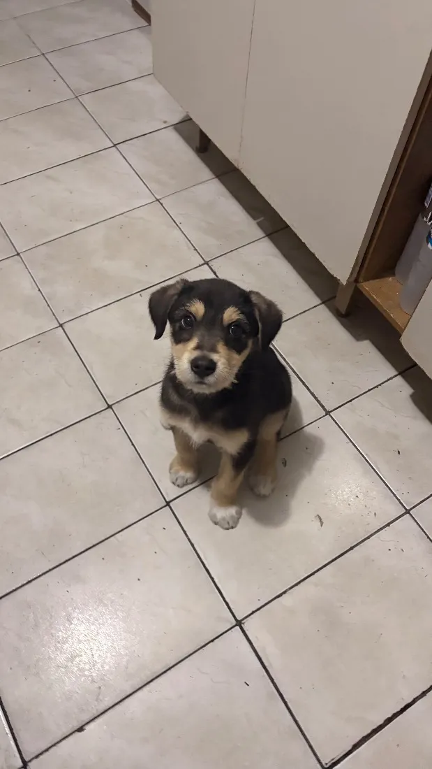 Cachorro raça SRD-ViraLata idade 2 a 6 meses nome Apolo