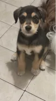 Apolo