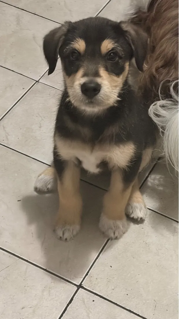 Cachorro raça SRD-ViraLata idade 2 a 6 meses nome Apolo
