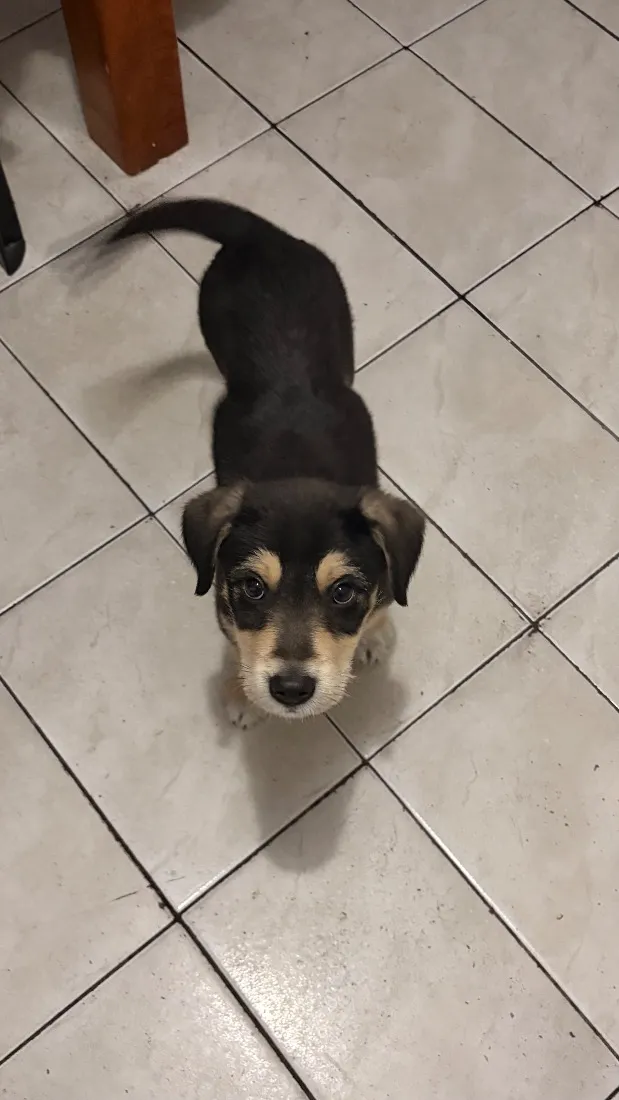 Cachorro raça SRD-ViraLata idade 2 a 6 meses nome Apolo