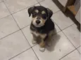 Apolo