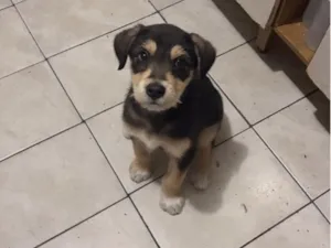 Cachorro raça SRD-ViraLata idade 2 a 6 meses nome Apolo