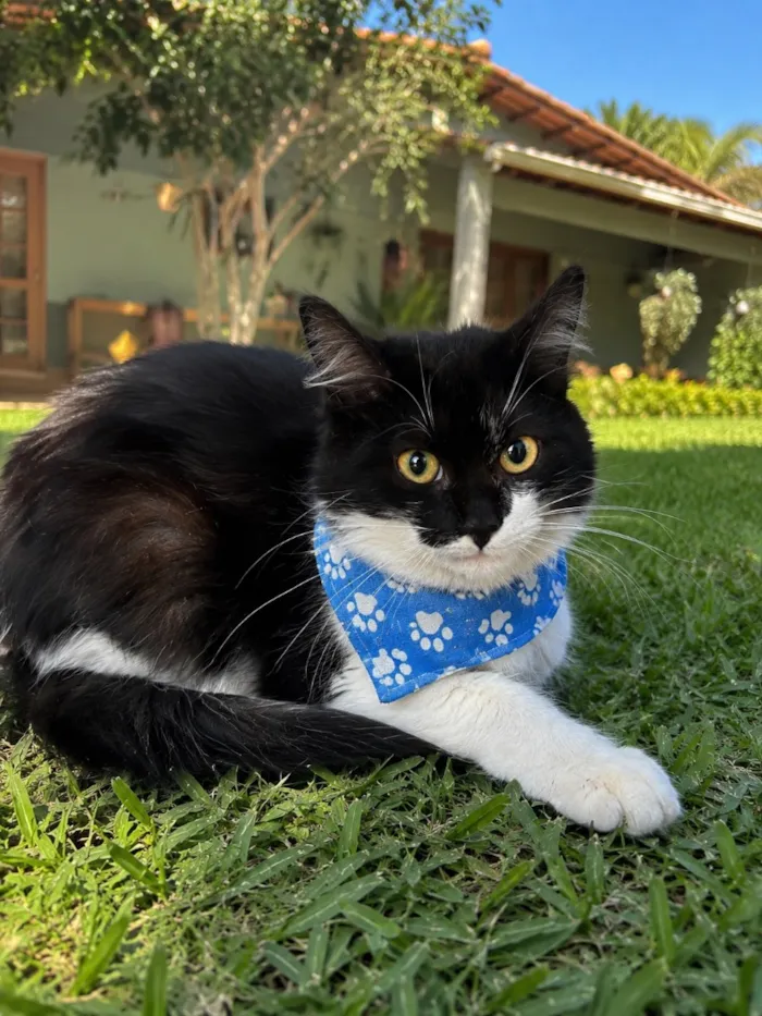 Gato raça SRD-ViraLata idade 2 a 6 meses nome Joaquim