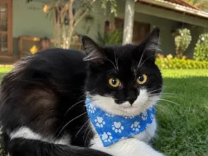 Gato raça SRD-ViraLata idade 2 a 6 meses nome Joaquim