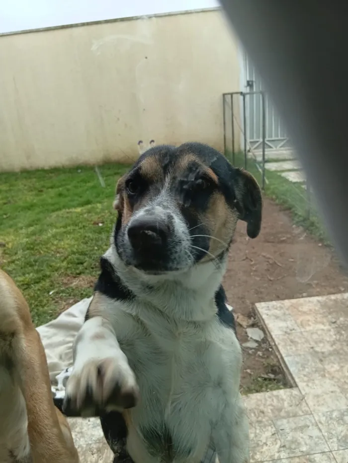 Cachorro raça SRD-ViraLata idade 7 a 11 meses nome sem nome