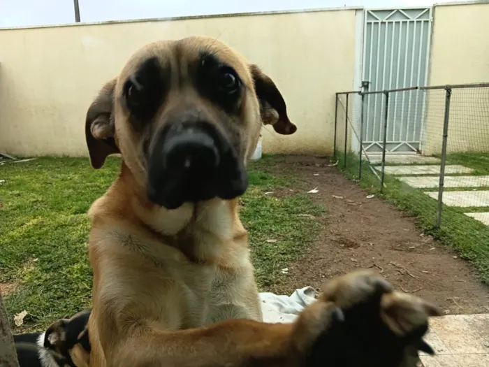 Cachorro raça SRD-ViraLata idade 7 a 11 meses nome sem nome