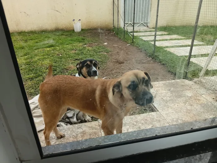 Cachorro raça SRD-ViraLata idade 7 a 11 meses nome sem nome