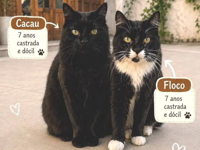 Gato raça SRD-ViraLata idade 6 ou mais anos nome Floco e Cacau