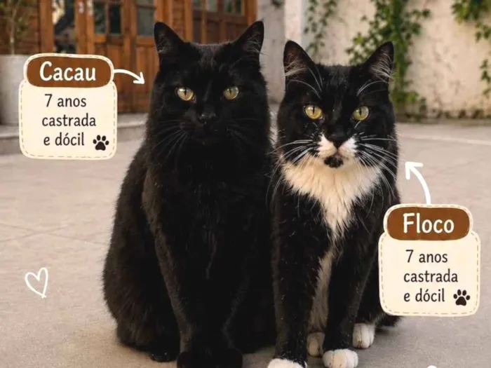 Gato raça SRD-ViraLata idade 6 ou mais anos nome Floco e Cacau