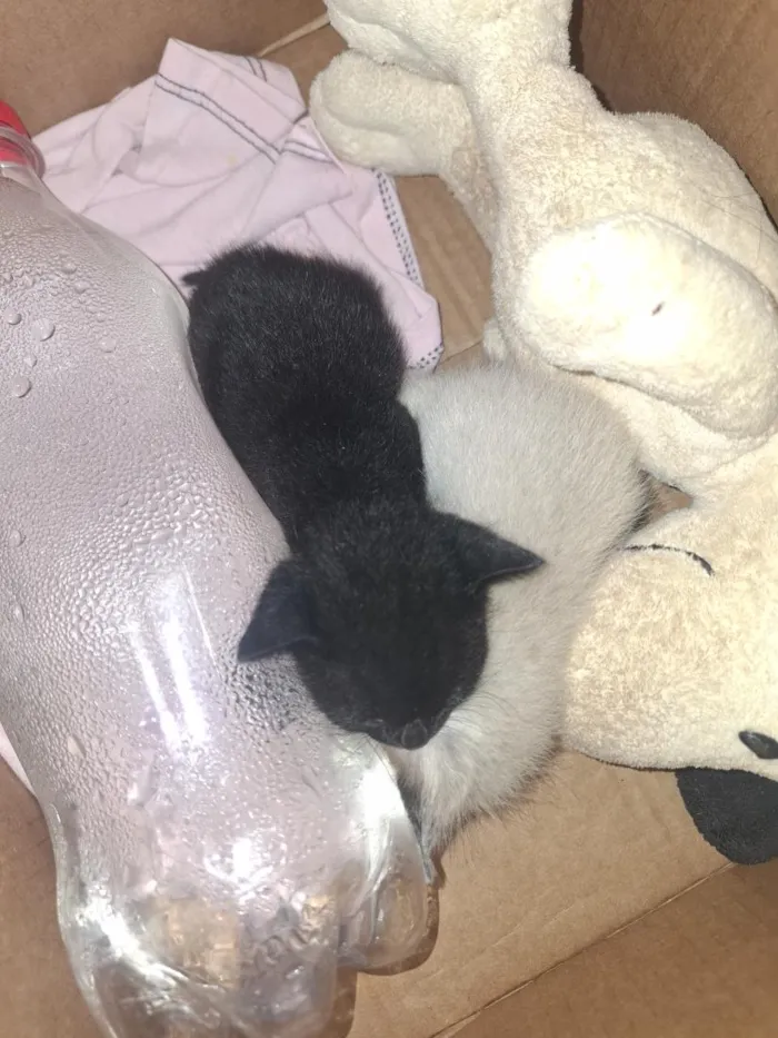Gato raça Siamês idade Abaixo de 2 meses nome sem nome 