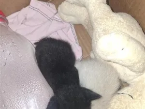 Gato raça Siamês idade Abaixo de 2 meses nome sem nome 
