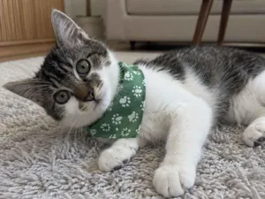 Gato raça SRD-ViraLata idade 2 a 6 meses nome Gael 