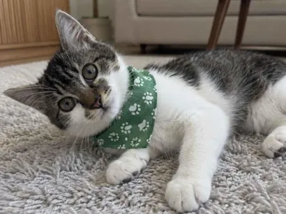 Gato raça SRD-ViraLata idade 2 a 6 meses nome Gael 