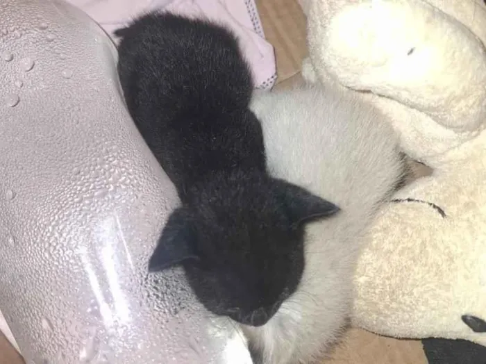 Gato raça Siamês idade Abaixo de 2 meses nome sem nome 