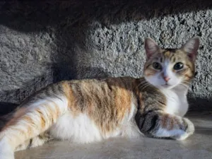 Gato raça SRD-ViraLata idade 3 anos nome dafne