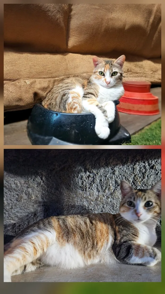 Gato raça SRD-ViraLata idade 3 anos nome dafne