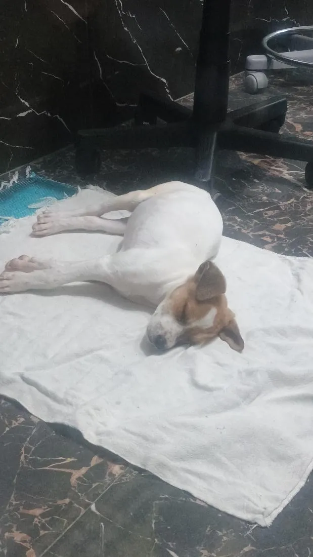 Cachorro raça SRD-ViraLata idade 2 a 6 meses nome nao tem nome 