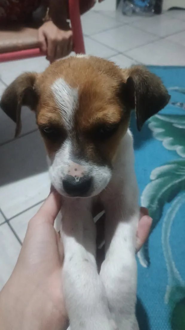 Cachorro raça SRD-ViraLata idade 2 a 6 meses nome nao tem nome 