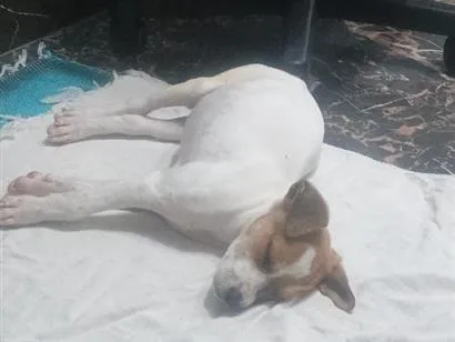 Cachorro raça SRD-ViraLata idade 2 a 6 meses nome nao tem nome 