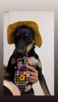pitico