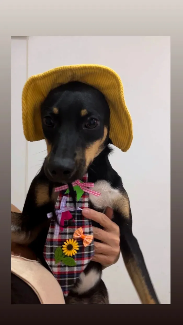 Cachorro raça SRD-ViraLata idade 7 a 11 meses nome pitico