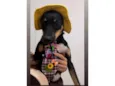 pitico