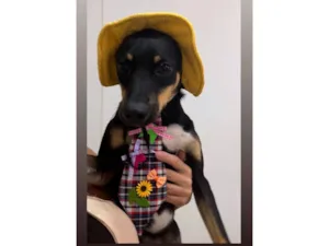 Cachorro raça SRD-ViraLata idade 7 a 11 meses nome pitico