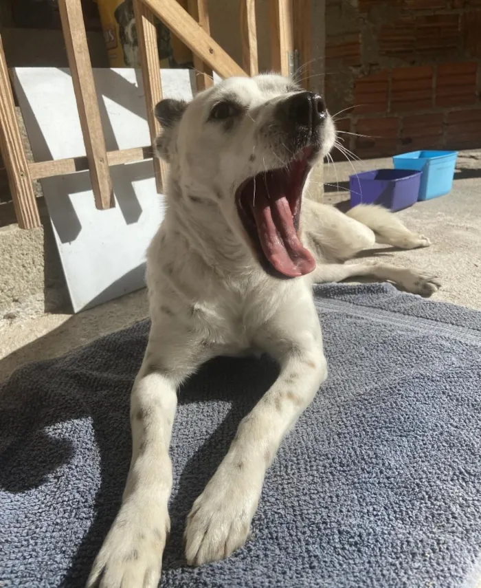 Cachorro raça SRD-ViraLata idade 1 ano nome Sem Nome