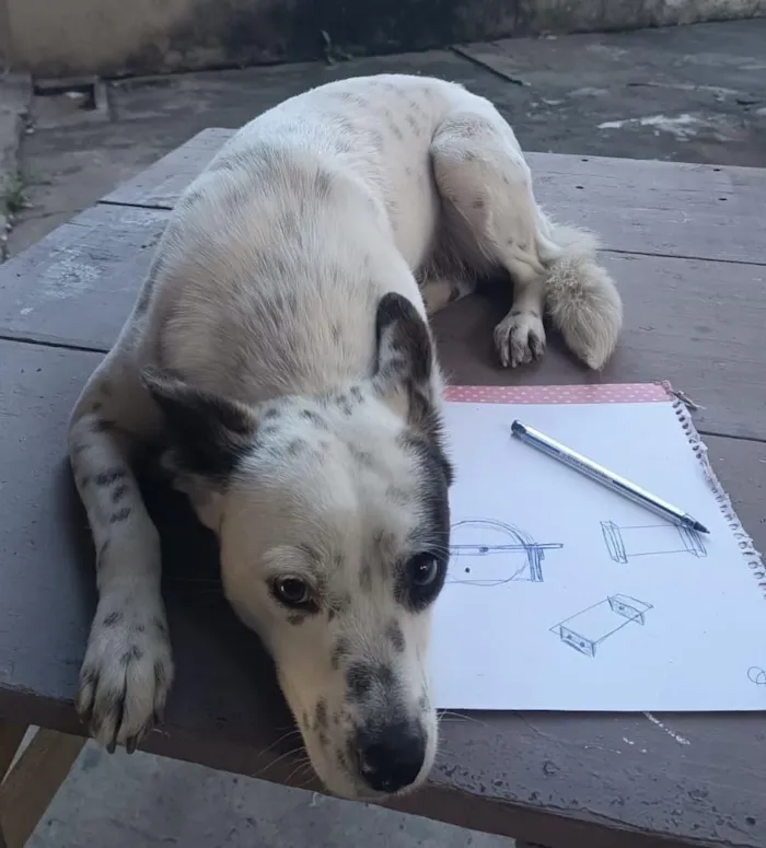 Cachorro raça SRD-ViraLata idade 1 ano nome Sem Nome