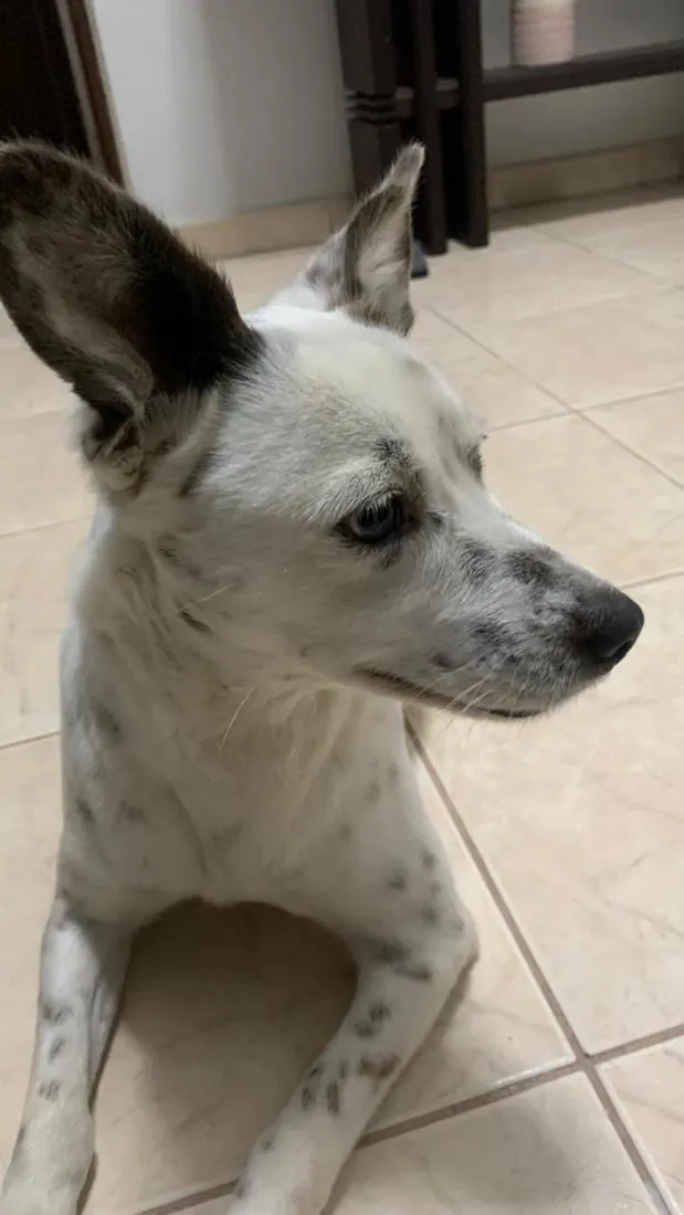 Cachorro raça SRD-ViraLata idade 1 ano nome Sem Nome