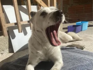 Cachorro raça SRD-ViraLata idade 1 ano nome Sem Nome