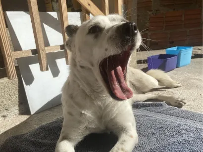 Cachorro raça SRD-ViraLata idade 1 ano nome Sem Nome