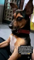 Pretinha 