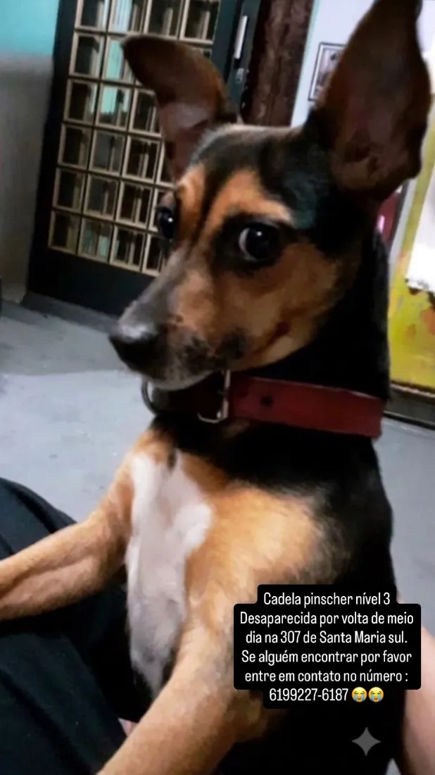 Cachorro raça Pinscher idade 6 ou mais anos nome Pretinha 
