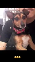 Pretinha 