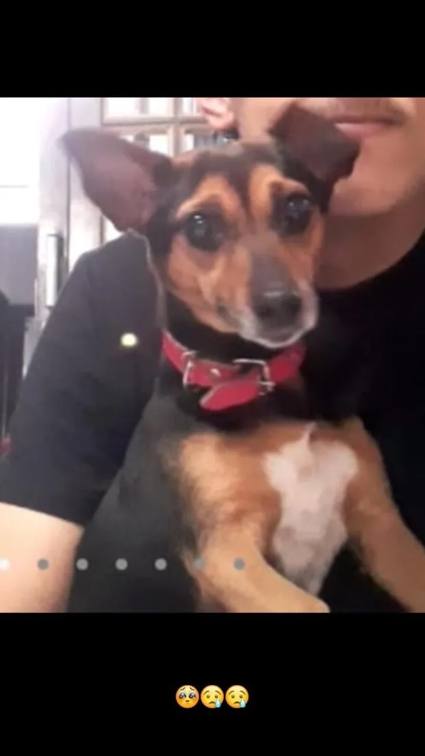 Cachorro raça Pinscher idade 6 ou mais anos nome Pretinha 