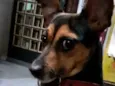 Pretinha 